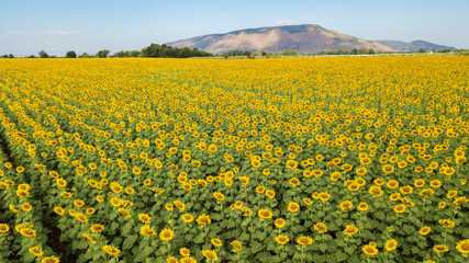 Aeiral photo from dron. Beautiful sunflower  field on summer with blue sky and white cloudy at Lop buri province,THAILAND