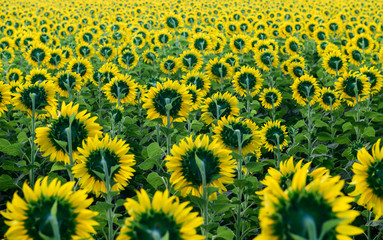 Sunflowers Field Back Side at lop buri. Thailand