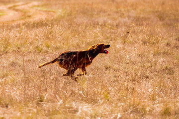 Irish red setter hunting. Dog run on field trial, outdoors, horizontal.