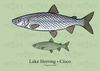Lake Herring, Cisco. Vector illustration with refined details and optimized stroke that allows the image to be used in small sizes (in packaging design, decoration, educational graphics, etc.)