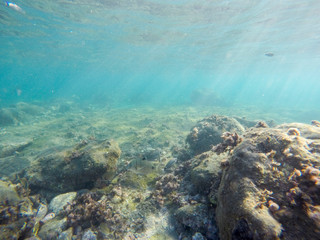 Underwater image in Cabo de Gata nature reserve in Almeria Andalusia Spain