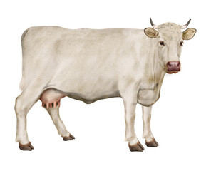 vache laitière, animal, ferme, bétail, taureau, blanche, gazon, boeuf, isolé, mollet, agriculture, alpage, champ, bétail, mammifère, lait, prairie, nature, exploitation laitière, , bovin, vert,  rural