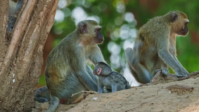 Vervet Monkey - Chlorocebus pygerythrus - family with parents and small children of monkey of the family Cercopithecidae native to Africa, very similar to malbrouck (Chlorocebus cynosuros).