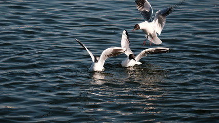 Fototapeta na wymiar Seagulls on the lake in search of food. Flock of seagulls. Environment. Waterfowl