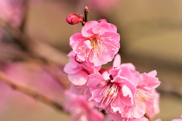 Fototapeta na wymiar ピンクの梅の花