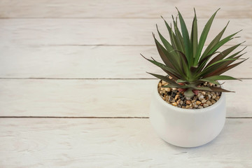 Houseplant in pot on wooden background with copy space.