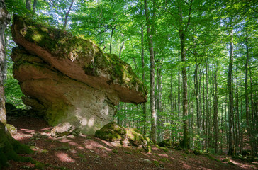 bosque verde