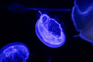 Beautiful Jellyfish, glow in the dark, neon