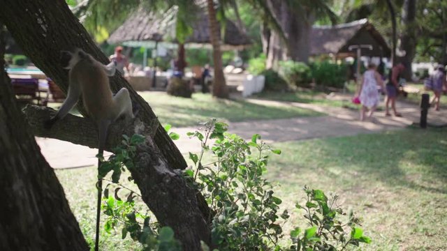 Vervet monkey in resort park sitting on tree branch, looking around in slow motion. Small primate with long tail hanging down branch in hotel park.