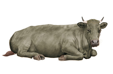 vache laitière, en repos , animal, ferme, bétail, taureau, gris, gazon, boeuf, isolé, mollet, agriculture, alpage, champ, bétail, mammifère, lait, prairie, nature, exploitation laitière, , bovin, vert