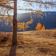 Tree on a hillside, autumn landscape. Picturesque evening view, against the light.