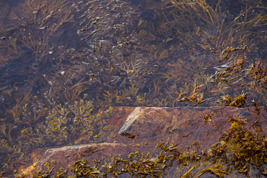 Egg Wrack, Ascophyllum nodosum seaweed, algae floating in the water. Water surface with submerged water plants. Nesodden peninsula, Norway