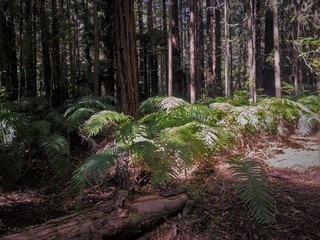 Redwoods National Park Rotorua New Zealand