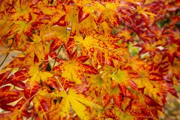 Naklejka na ściany i meble Detail of yellow and red maple leaves