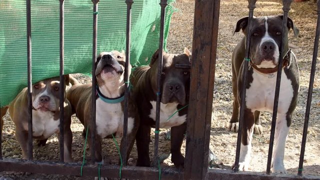 Pitbull dogs barking in the house area for protect.
