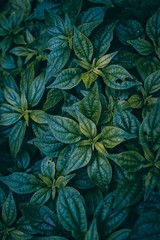 Naklejka na ściany i meble green plant leaves textured in the nature, green background