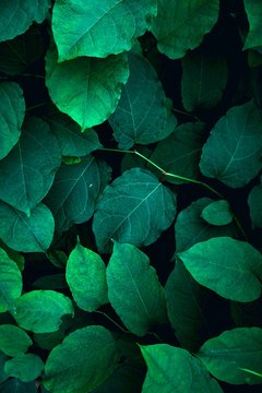 Fototapeta green plant leaves textured in the nature, green background