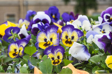 flowers viola with evil faces on them