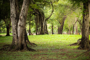 closeup green forest