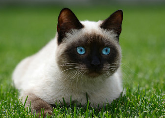 Thai or siamese cat with beautiful blue eyes lies on green grass © geptays