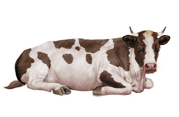 vache laitière, normande, en repos, animal, ferme, bétail, taureau, noir et blanche, gazon, boeuf, isolé, mollet, agriculture, alpage, champ, mammifère, lait, prairie, nature, exploitation laitière, b