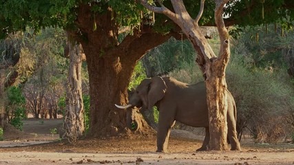 African Bush Elephant - Loxodonta africana adult elephant picking and eating leaves from the trees in Mana Pools in Zimbabwe during the dry season.