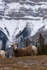 Obraz premium Bighorn sheep from Canada