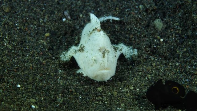 White hairy frogfish caught, ate, swallowed small black frogfish. Underwater macro video 4K. Diving in Tulamben, Bali, Indonesia.