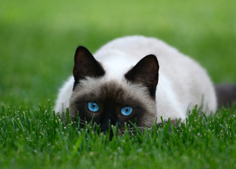 Thai or siamese cat with beautiful blue eyes hiding on green grass © geptays