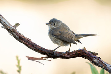 Young subalpine warbler. Sylvia Cantillans, on her hanger on a uniform background