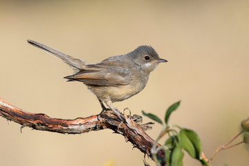 Young subalpine warbler. Sylvia Cantillans, on her hanger