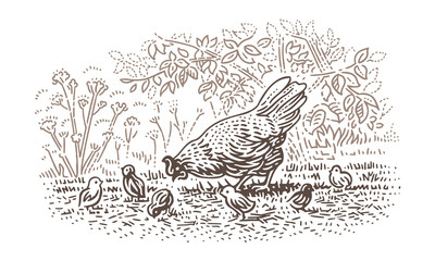 Fototapeta na wymiar Hen with newborn chicks (chicken) line illustration. Vector, 2 layers. 