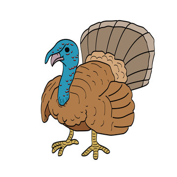 the vector illustration of turkey.