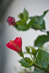 Fototapeta premium La vida en evolución, fases de la flor