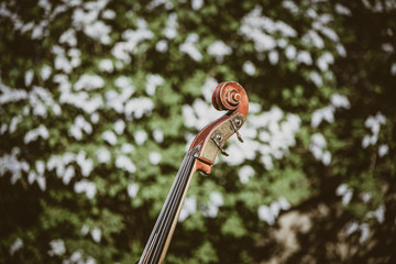 Musical instrument double bass in nature. Sunny day. Blury white flowers in background.