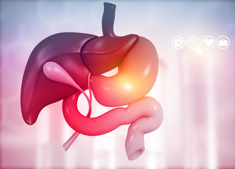 Anantomy of Liver  stomach  pancreas  gallbladder and spleen on medical background. 3d illustration.