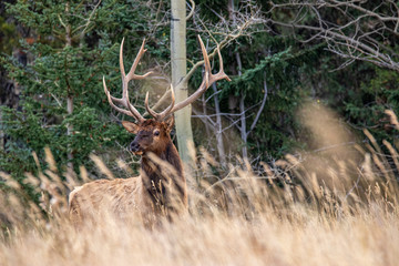 Elk deers from Canada