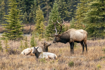 Obraz na płótnie Canvas Elk deers from Canada