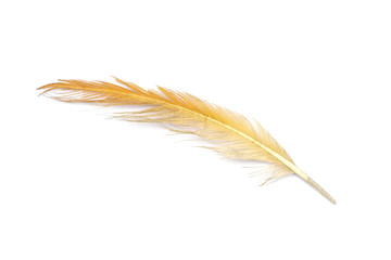 Fototapeta na wymiar Orange feather on a white background