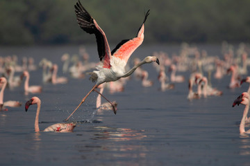 Greater flamingo, Phoenicopterus roseus, India