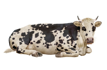 vache laitière, normande,  noir et blanc, en repos, animal, ferme, amour, bétail, amour, taureau, gazon, boeuf, isolé, mollet, agriculture, alpage, champ, mammifère, lait, prairie, nature, exploitatio