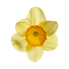 Yellow daffodil flower isolated on white background.