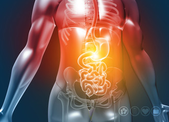 Human body with digestive system on medical background. 3d illustration.