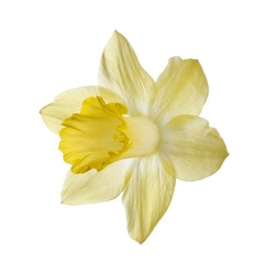 Fototapeta na wymiar Yellow daffodil flower isolated on white background.