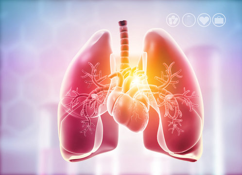HD wallpaper: heart, lungs, organs, thyroid | Wallpaper Flare