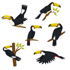 Collection of toucans isolated on a white background. Vector graphics.