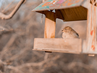 Sparrow sits on a feeding trough and eats seeds. Spring, autumn, bird.