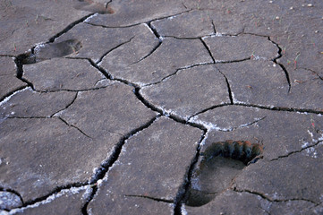 Obraz premium dry cracked earth