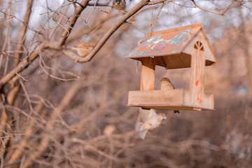 Sparrow sits on a feeding trough and eats seeds. Spring, autumn, bird.