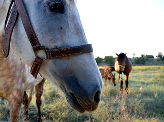 Obraz premium portrait of horse